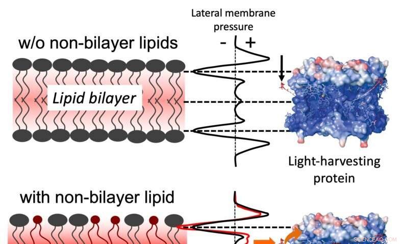Researchers Uncover How Plants Switch On Photosynthesis