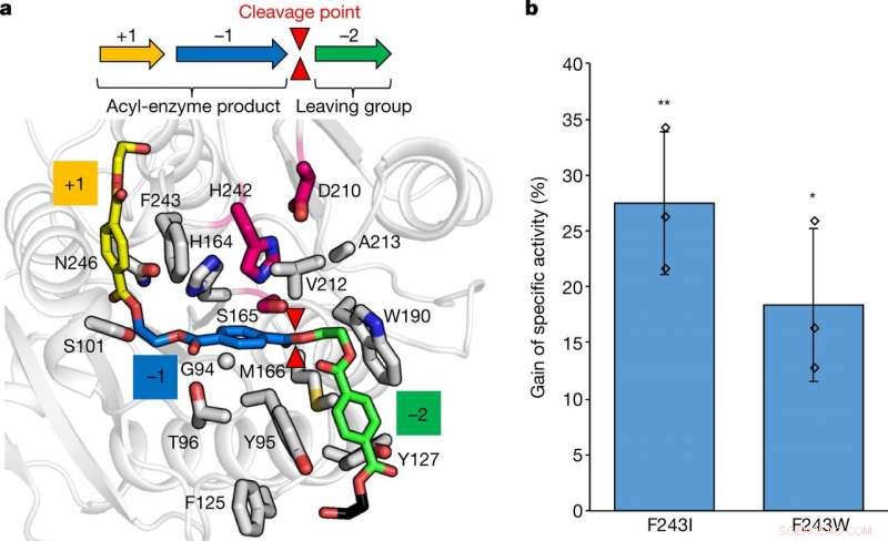 Newly Engineered Enzyme Breaks Down PET in Just Ten Hours