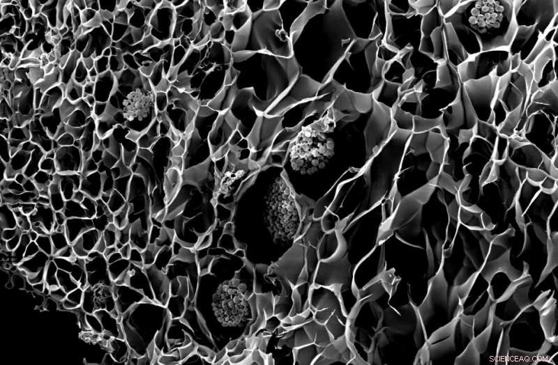 3‑D‑Printed Corals Boost Bioenergy and Protect Reef Ecosystems