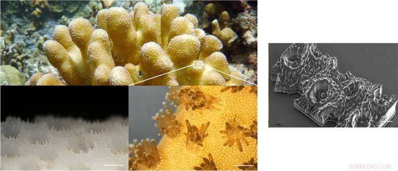 3‑D‑Printed Corals Boost Bioenergy and Protect Reef Ecosystems