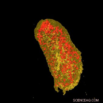 Advanced 3‑D X‑Ray Imaging of Cell Membrane Proteins