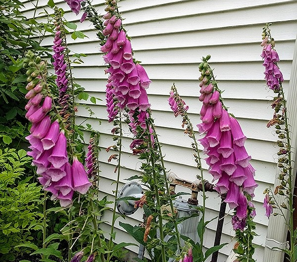 Foxglove Plants Yield Heart Medicine: Can Science Enhance Production?