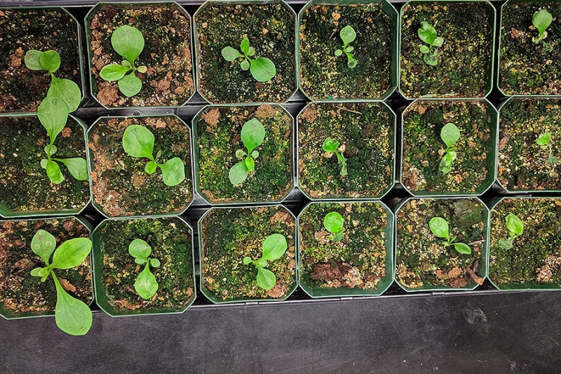 Foxglove Plants Yield Heart Medicine: Can Science Enhance Production?