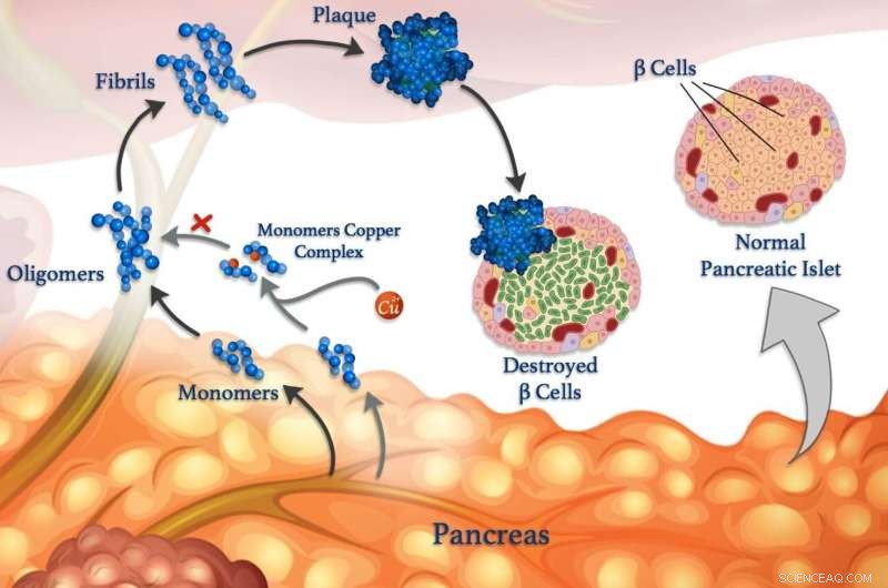 Copper Ions May Halt Misfolded Peptide Aggregation: New Insights into Neurodegenerative Prevention