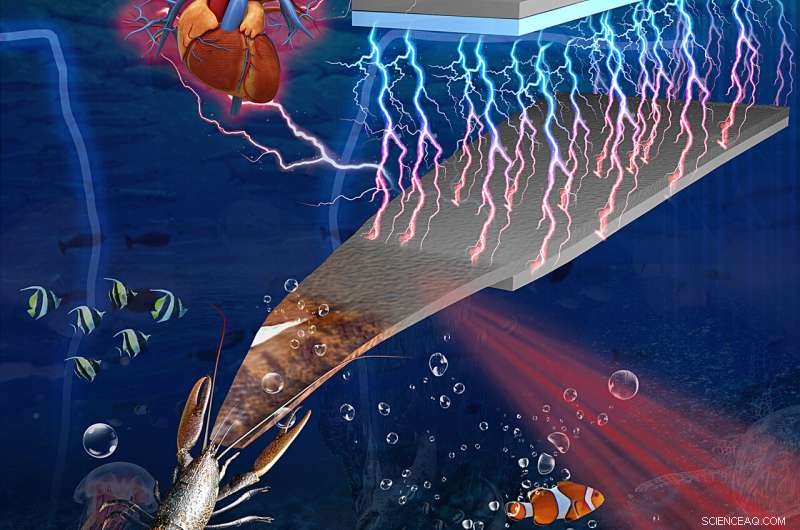 Purdue Device Converts Sea Creature Shells into Clean Power for Medical, AR, and Mobile Tech
