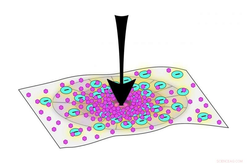 Bioinspired Material Adapts to Pressure, Mimicking Bone for Smart Shape-Shifting