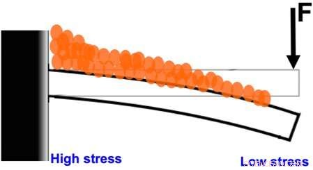 Bioinspired Material Adapts to Pressure, Mimicking Bone for Smart Shape-Shifting
