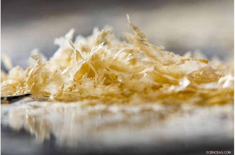 Revolutionizing Plant Protein Drying with Ultrasound Speed