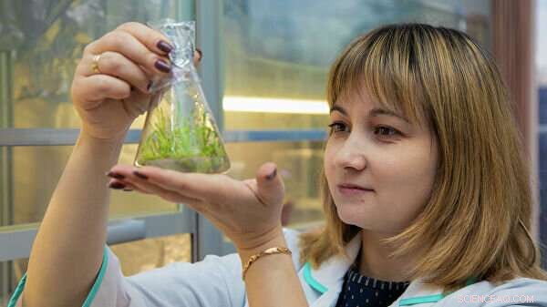 Scientists Develop Innovative Method for Producing Plant-Based Meat Alternatives