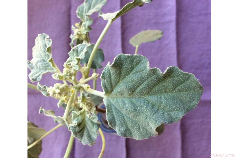 Scientists Decode the Molecular Structure of Medieval Blue Dye Folium