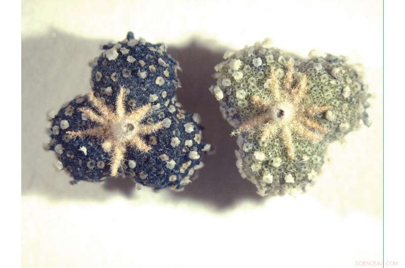 Scientists Decode the Molecular Structure of Medieval Blue Dye Folium