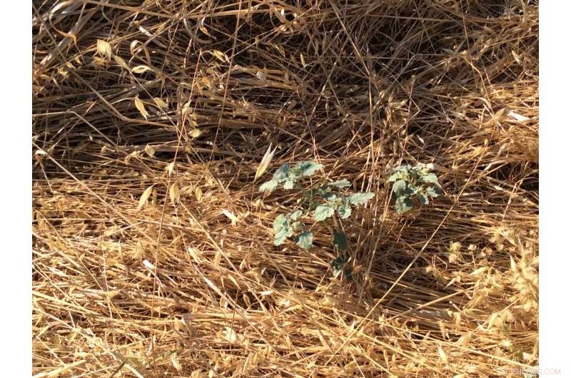 Scientists Decode the Molecular Structure of Medieval Blue Dye Folium