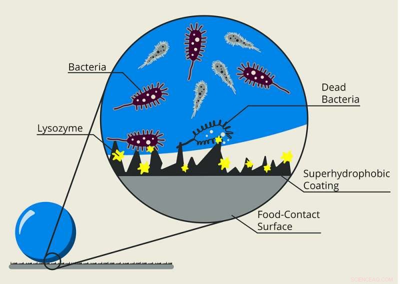 Revolutionary Dual‑Action Coating Blocks Bacterial Cross‑Contamination on Fresh Produce