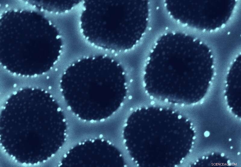 Revolutionary Catalytic Converters: Cleaner Air for Everyone