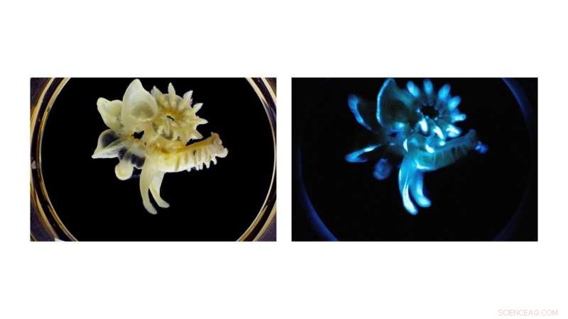 Long-Lasting, Self-Powered Glow of Marine Tube Worm s Bioluminescent Slime