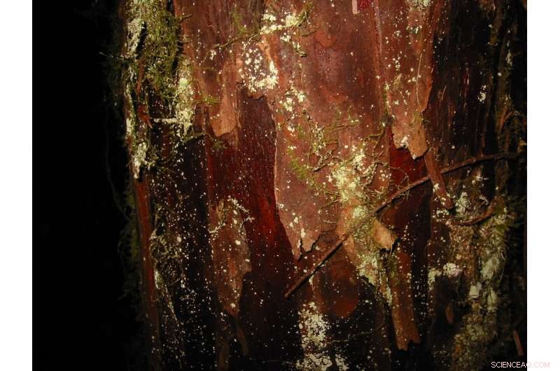 Unlocking the Genetic Blueprint of Taxol for Advanced Cancer Therapies