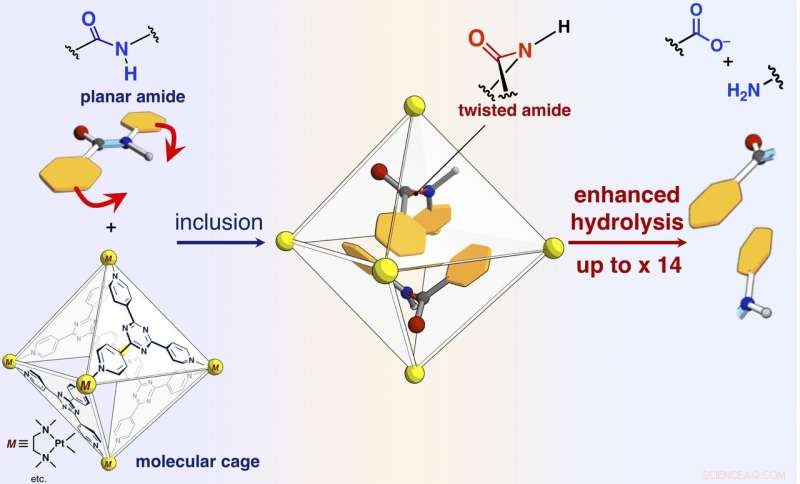 Molecular Pressure Cooker Accelerates Amide Hydrolysis, Tenderizing Tough Proteins