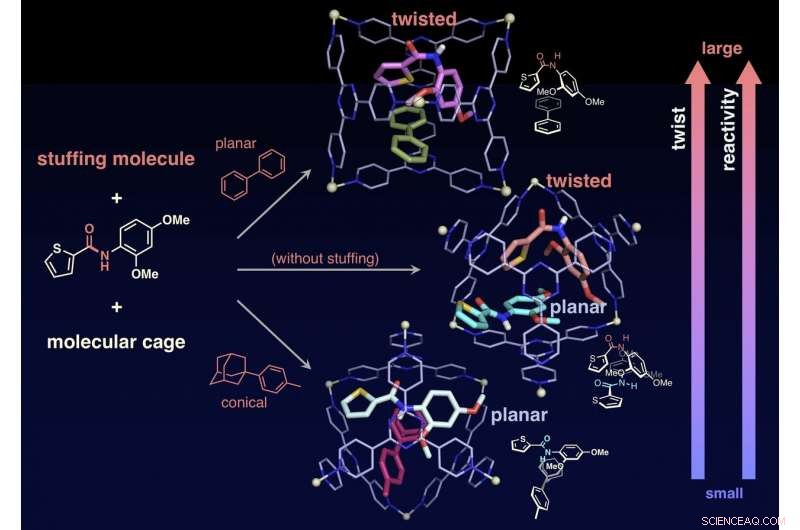 Molecular Pressure Cooker Accelerates Amide Hydrolysis, Tenderizing Tough Proteins