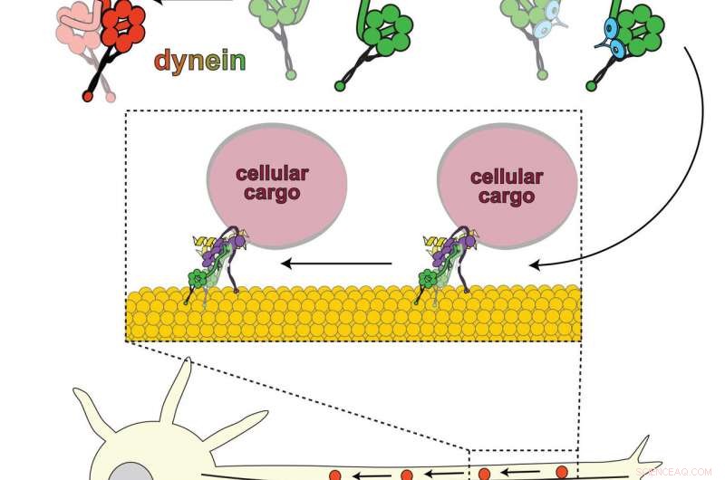 New Insight: How Lis1 Protein Activates Dynein Motor—A Breakthrough in Cell Transport