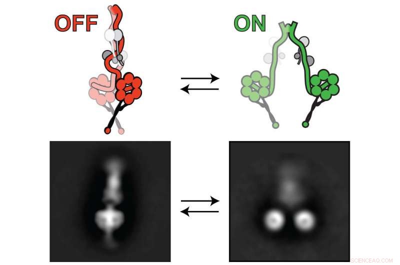 New Insight: How Lis1 Protein Activates Dynein Motor—A Breakthrough in Cell Transport