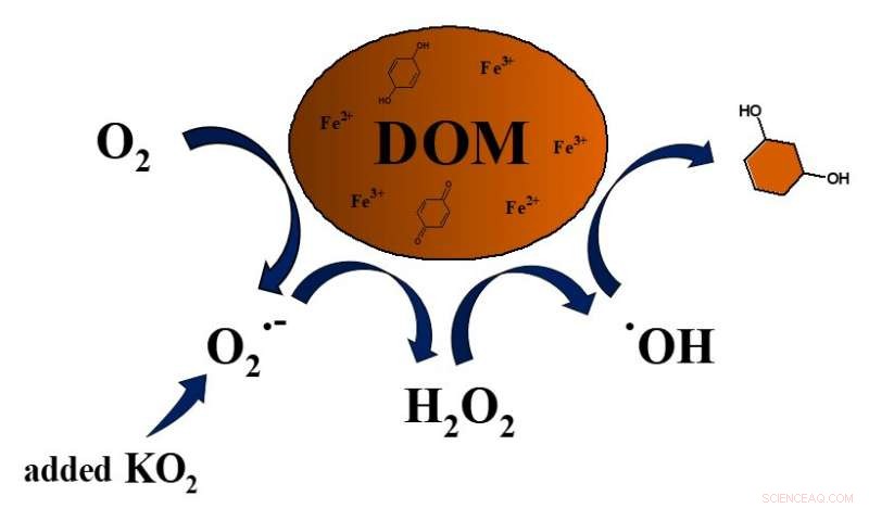 Superoxide-Induced Hydroxyl Radicals Accelerate Degradation of Dissolved Organic Matter in Water