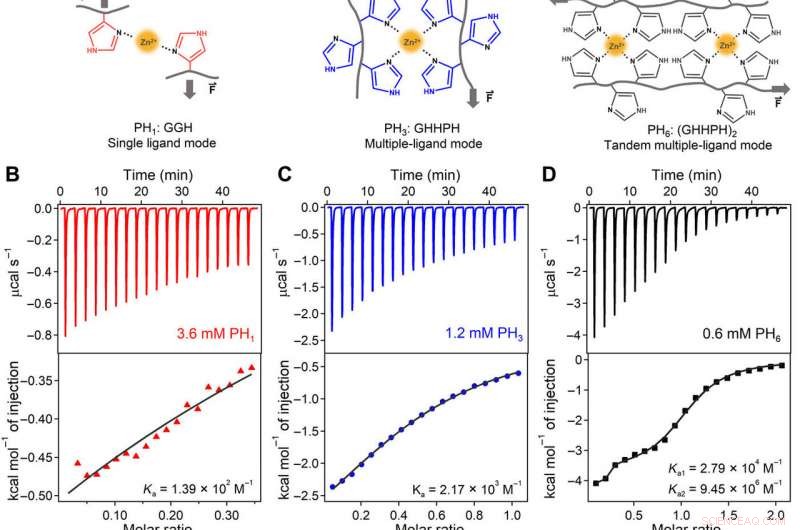 Engineering Metal‑Coordination Hydrogels for Superior Strength, Toughness, and Rapid Recovery