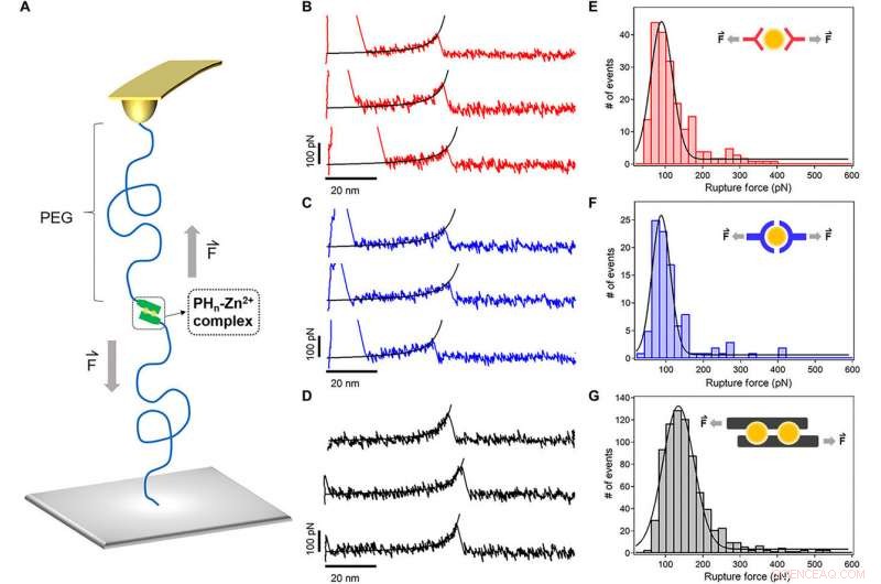 Engineering Metal‑Coordination Hydrogels for Superior Strength, Toughness, and Rapid Recovery