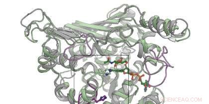 New Bacterial Enzyme Discovery Opens Door to Sugar‑Based Drug Development