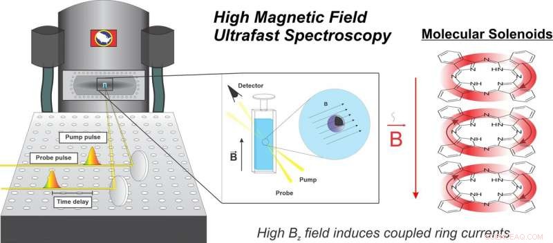 Scholes Reveals Groundbreaking Magnetic-Field Effect in Diamagnetic Molecules