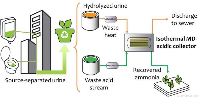 Harnessing Urine: Sustainable Nutrient Recovery for Circular Agriculture
