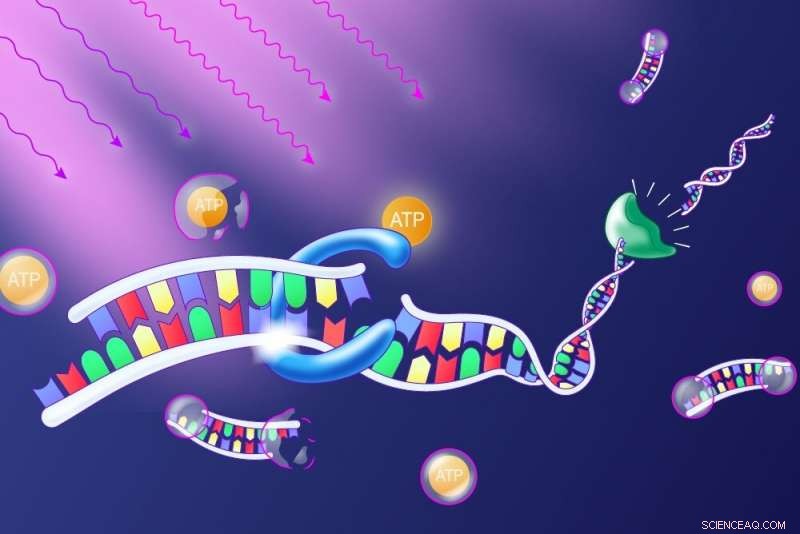 Light-Triggered Enzyme Activation in DNA Synthesis