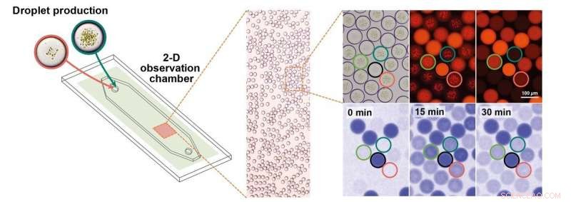 Scientists Engineer Functional Artificial Chloroplasts for Solar-Driven Carbon Fixation
