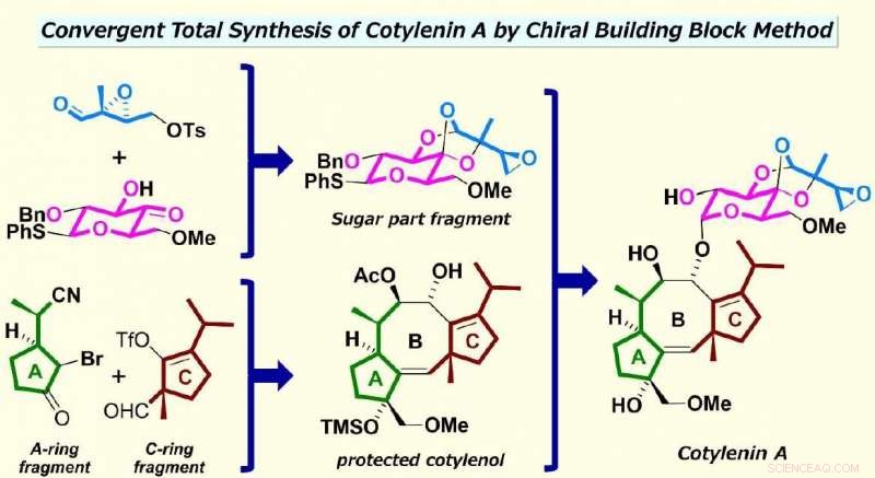 Innovative Total Synthesis of Cotylenin A Paves the Way for a Side‑Effect‑Free Anticancer Therapy