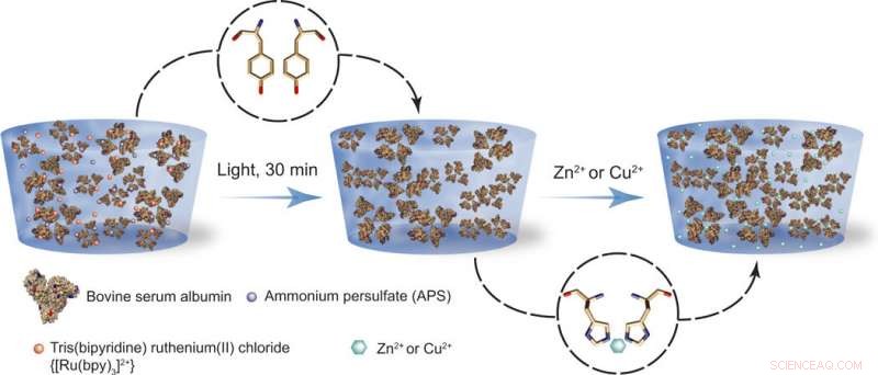 Engineering Protein Hydrogels: Cation‑Triggered Shape Programming and Morphing