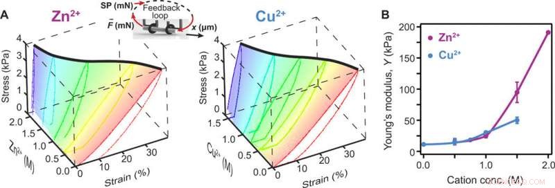 Engineering Protein Hydrogels: Cation‑Triggered Shape Programming and Morphing
