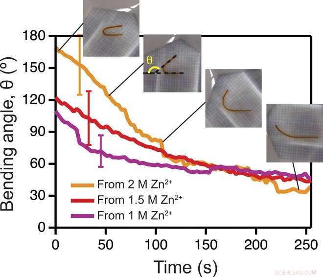 Engineering Protein Hydrogels: Cation‑Triggered Shape Programming and Morphing