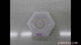 Engineering Protein Hydrogels: Cation‑Triggered Shape Programming and Morphing