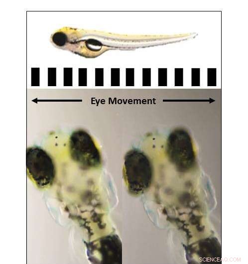 Breakthrough Study Reveals How Vitamin A Recycling Enhances Daytime Vision