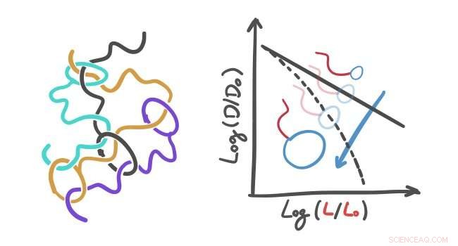 Tadpole Polymers: Exploring the Unique Head-Tail Dynamics of Shape-Changing Macromolecules