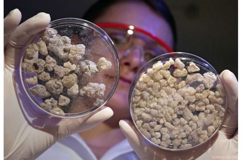 Frankincense Reprograms Inflammatory Enzymes, Shifting Immune Defense