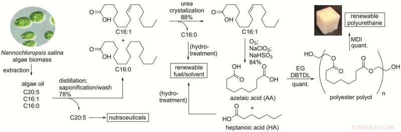 UC San Diego Scientists Convert Algae Waste into Eco-Friendly Materials