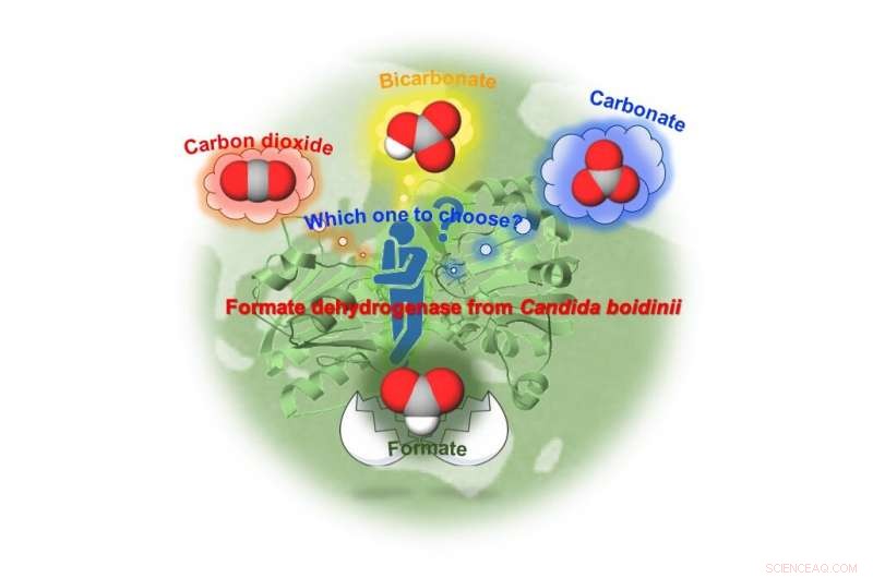 Formate Dehydrogenase Enables CO₂ Reduction to Formic Acid—A Leap in Sustainable Chemistry