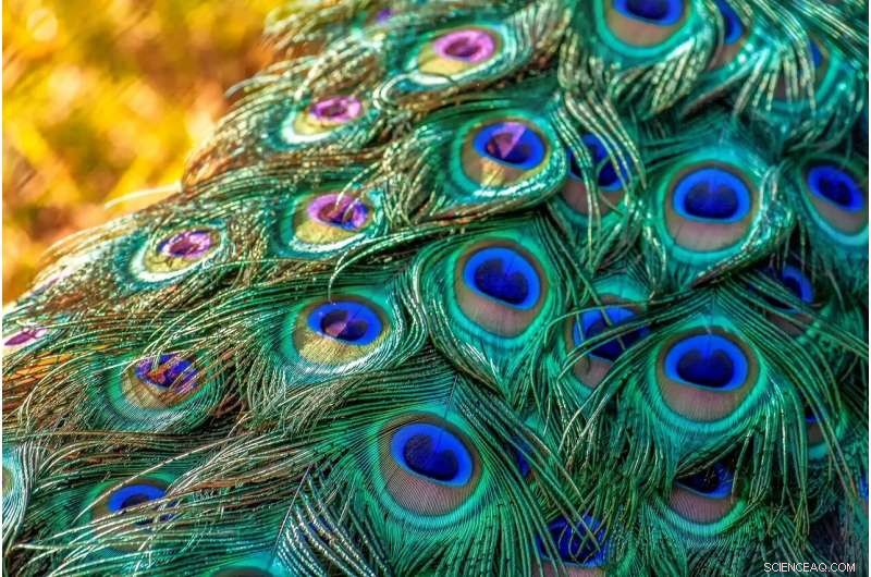 Opal-Like Gemstone Inspired by Peacock Feathers: Next-Gen Smart Sensor Material