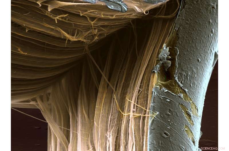 New Research Uncovers Key Insights into Failure of High-Performance Fibers