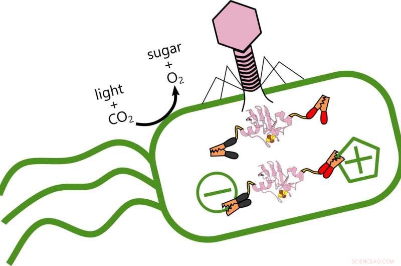 Scientists Unveil How Phage Protein Hijacks Electron Transfer in Ocean Bacteria