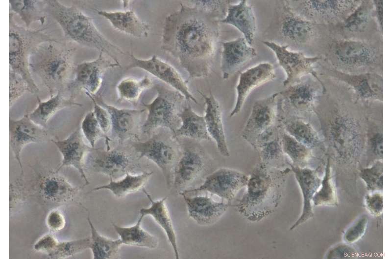 Scientists Harness Living Cells as Templates to Discover New Bioactive Compounds