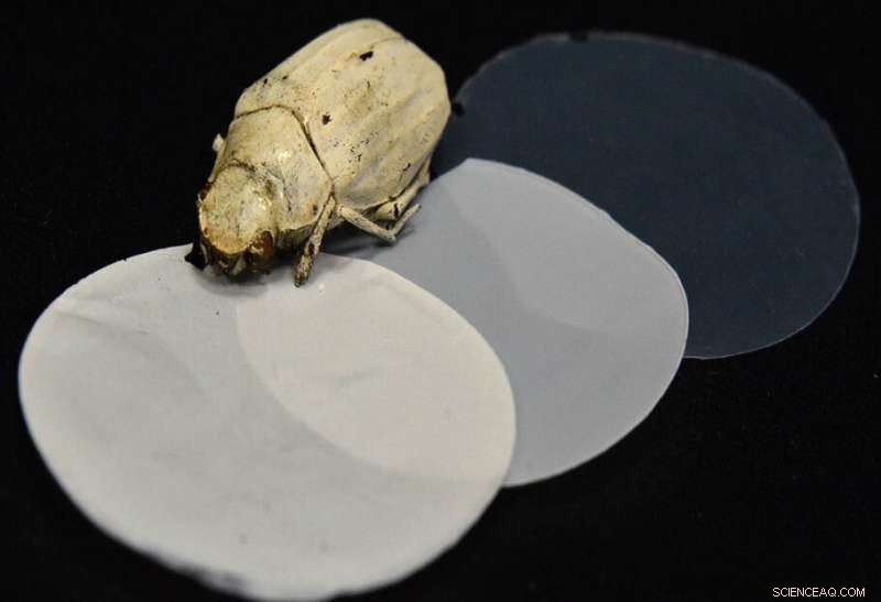 Nature‑Inspired Innovations: Biodegradable Glitter and Pollution‑Eating Microalgae