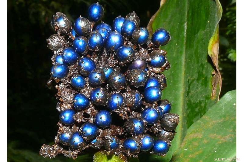 Nature‑Inspired Innovations: Biodegradable Glitter and Pollution‑Eating Microalgae