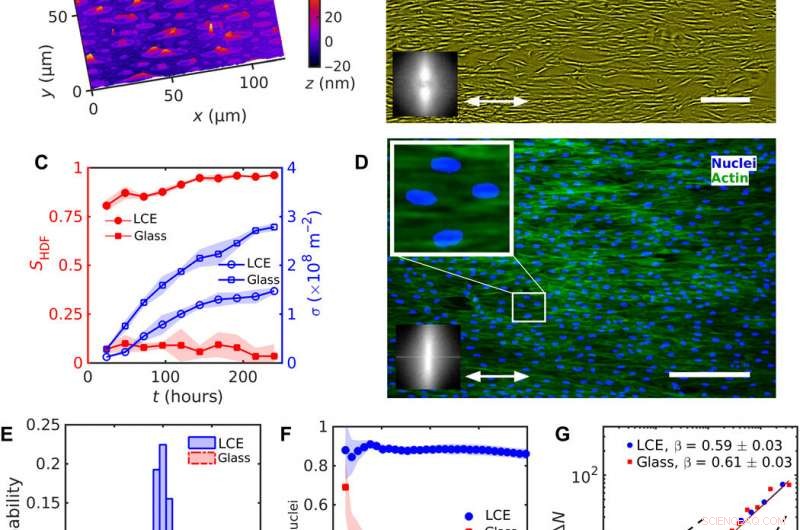 Precise Topology Control of Human Fibroblast Monolayers Using Liquid Crystal Elastomers