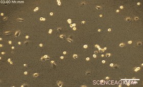 Precise Topology Control of Human Fibroblast Monolayers Using Liquid Crystal Elastomers